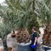 Jubaea Chilensis - Stam 120-140 Cm - Totale Hoogte 300+ Cm - Pot Ø 110 Cm [pallet] -Planten Winkel 1991668101