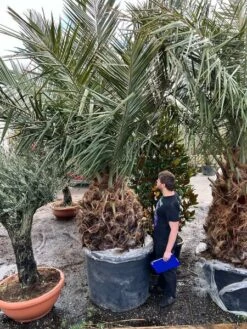 Jubaea Chilensis - Stam 120-140 Cm - Totale Hoogte 300+ Cm - Pot Ø 110 Cm [pallet]