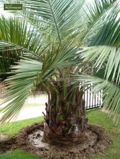Jubaea Chilensis - Stam 120-140 Cm - Totale Hoogte 300+ Cm - Pot Ø 110 Cm [pallet] -Planten Winkel 1991668104