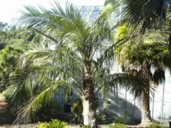 Parajubaea Torallyi Var. Torallyi - Doubletrunk - Stam 110-130 Cm - Totale Hoogte 250+ Cm - Pot Ø 90 Cm [pallet] -Planten Winkel 1991668125