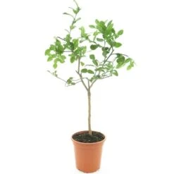 Citrus Hystrix - Pot Ø 24 Cm -Planten Winkel 1991669934