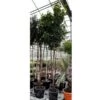 Citrus Aurantium - Pot Ø 50 Cm [pallet] -Planten Winkel 1991669964