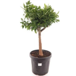 Citrus Reticulata - Pot Ø 45 Cm [pallet] -Planten Winkel 1991670000