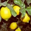 Citrus Limon - Pot Ø 48 Cm [pallet] -Planten Winkel 1991670024