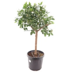 Citrus Limon - Pot Ø 48 Cm [pallet] -Planten Winkel 1991670027