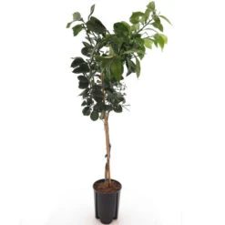 Citrus Paradisi Geel - Pot Ø 26 Cm 5 Citrus Paradisi Geel - Pot Ø 26 Cm -Planten Winkel 1991670057