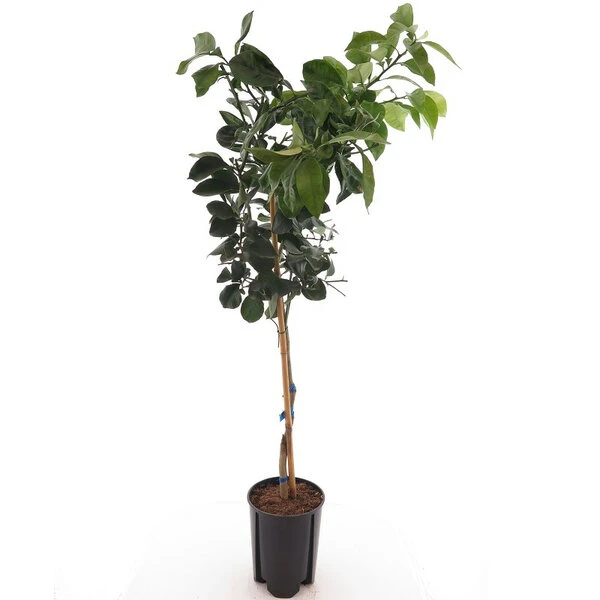 Citrus Paradisi Geel - Pot Ø 26 Cm 4 Citrus Paradisi Geel - Pot Ø 26 Cm - Afbeelding 2