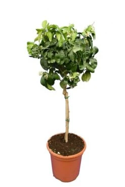 Citrus Paradisi Rood - Stam 15-25 Cm - Totale Hoogte 50-60 Cm - Pot 11 X 11 Cm 5 Citrus Paradisi Rood - Stam 15-25 Cm - Totale Hoogte 50-60 Cm - Pot 11 X 11 Cm -Planten Winkel 1991670102
