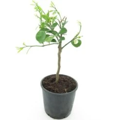 Citrus Paradisi Geel - Stam 15-25 Cm - Totale Hoogte 40-50 Cm - Pot Ø 16 Cm -Planten Winkel 1991670123