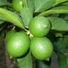 Citrus Latifolia - Stam 15-25 Cm - Totale Hoogte 50-60 Cm - Pot 13 Cm -Planten Winkel 1991670165