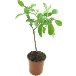 Citrus Hystrix - Stam 15-25 Cm - Totale Hoogte 40-50 Cm - Pot Ø 13 Cm -Planten Winkel 1991670189