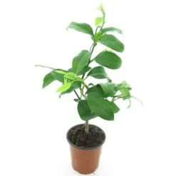 Citrus Bergamia - Stam 15-25 Cm - Totale Hoogte 40-50 Cm - Pot Ø 13 Cm -Planten Winkel 1991670231