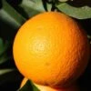 Citrus Sinensis - Stam 15-25 Cm - Totale Hoogte 50-60 Cm - Pot Ø 13 Cm -Planten Winkel 1991670249