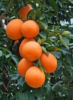 Citrus Sinensis - Stam 15-25 Cm - Totale Hoogte 50-60 Cm - Pot Ø 13 Cm -Planten Winkel 1991670252