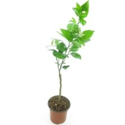 Citrus Sinensis - Stam 15-25 Cm - Totale Hoogte 50-60 Cm - Pot Ø 13 Cm -Planten Winkel 1991670255