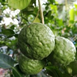 Citrus Hystrix - Totale Hoogte 60-80 Cm - Pot Ø 23 Cm