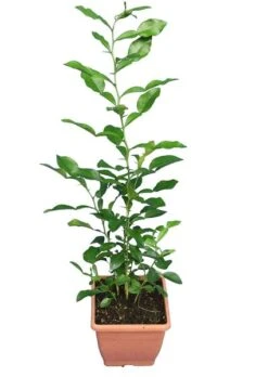 Citrus Hystrix - Totale Hoogte 60-80 Cm - Pot Ø 23 Cm -Planten Winkel 1991670282