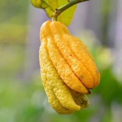 Citrus Medica Var. Sarcodactylis Digitata - Totale Hoogte 80-100 Cm - Pot Ø 23 Cm