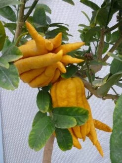 Citrus Medica Var. Sarcodactylis Digitata - Totale Hoogte 80-100 Cm - Pot Ø 23 Cm -Planten Winkel 1991670318