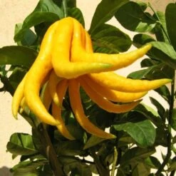 Citrus Medica Var. Sarcodactylis Digitata - Totale Hoogte 80-100 Cm - Pot Ø 23 Cm -Planten Winkel 1991670321