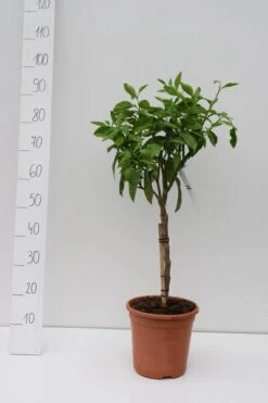 Citrus Paradisi - Stam 30-40 Cm - Totale Hoogte 80-100 Cm - Pot Ø 24 Cm -Planten Winkel 1991670372