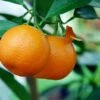 Citrus Mitis Calamondine - Stam 30-40 Cm - Totale Hoogte 70-100 Cm - Pot Ø 22 Cm -Planten Winkel 1991670402