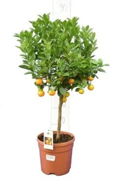 Citrus Mitis Calamondine - Stam 30-40 Cm - Totale Hoogte 70-100 Cm - Pot Ø 22 Cm -Planten Winkel 1991670405