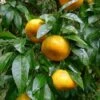 Citrus Reticulata - Totale Hoogte 140-160 Cm - Pot Ø 26 Cm -Planten Winkel 1991670468