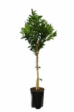 Citrus Reticulata - Totale Hoogte 140-160 Cm - Pot Ø 26 Cm -Planten Winkel 1991670471