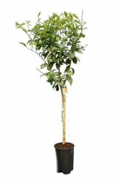 Citrus Limon - Totale Hoogte 150-170 Cm - Ø 26 Cm Pot