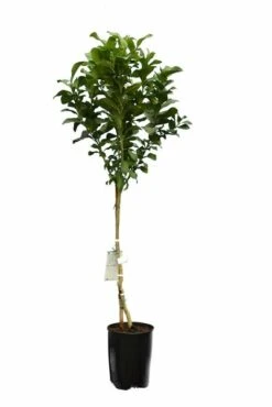 Citrus Limon - Totale Hoogte 150-170 Cm - Ø 26 Cm Pot -Planten Winkel 1991670501