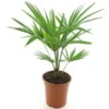Trachycarpus Fortunei Frosty - Totale Hoogte 60-80 Cm - Pot Ø 21 Cm