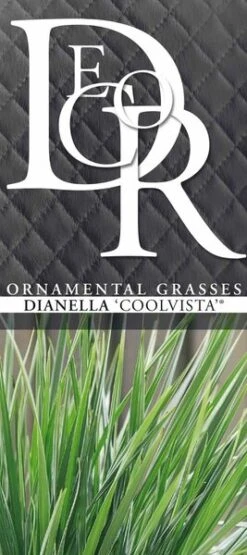 Dianella Coolvista - Pot 5 Ltr -Planten Winkel 1991672430