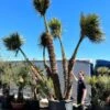 Chamaerops Humilis - Stam 260+ Cm [pallet] -Planten Winkel 1991677659
