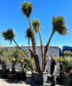 Chamaerops Humilis - Stam 260+ Cm [pallet]