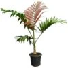 Chambeyronia Macrocarpa - Totale Hoogte 150-170 Cm - Pot Ø 40 Cm [pallet] -Planten Winkel 1991699298