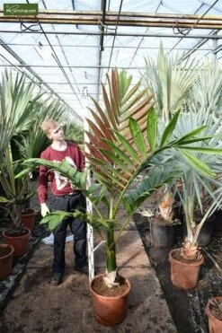 Chambeyronia Macrocarpa - Totale Hoogte 150-170 Cm - Pot Ø 40 Cm [pallet] -Planten Winkel 1991699304