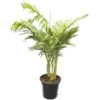 Archontophoenix Alexandrae - Multitrunk - Totale Hoogte 180+ Cm - Pot Ø 45 Cm [pallet] -Planten Winkel 1991701818