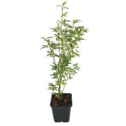 Acer Palmatum Butterfly - Totale Hoogte 50-60 Cm - Pot 3 Ltr -Planten Winkel 1991735475