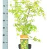 Acer Palmatum Katsura Totale Hoogte 50-60 Cm - Pot 3 Ltr -Planten Winkel 1991735580