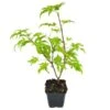 Acer Palmatum Anne Irene - Totale Hoogte 40-50 Cm - Pot 3 Ltr -Planten Winkel 1991735682