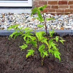Acer Palmatum Anne Irene - Totale Hoogte 40-50 Cm - Pot 3 Ltr -Planten Winkel 1991735685