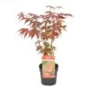 Acer Palmatum Atropurpureum - Totale Hoogte 60-80 Cm - Pot 3 Ltr -Planten Winkel 1991738973
