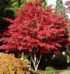 Acer Palmatum Atropurpureum - Totale Hoogte 60-80 Cm - Pot 3 Ltr -Planten Winkel 1991738982