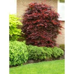 Acer Palmatum Atropurpureum - Totale Hoogte 60-80 Cm - Pot 3 Ltr -Planten Winkel 1991738985
