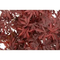 Acer Palmatum Atropurpureum - Totale Hoogte 60-80 Cm - Pot 3 Ltr -Planten Winkel 1991738988