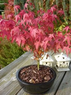 Acer Palmatum Atropurpureum - Totale Hoogte 60-80 Cm - Pot 3 Ltr -Planten Winkel 1991738991