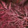 Acer Palmatum Dissectum Garnet - Totale Hoogte 50-60 Cm - Pot 3 Ltr -Planten Winkel 1991739345