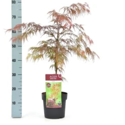 Acer Palmatum Dissectum Garnet - Totale Hoogte 50-60 Cm - Pot 3 Ltr -Planten Winkel 1991739351