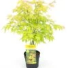 Acer Palmatum Orange Dream - Totale Hoogte 60-80 Cm - Pot 3 Ltr -Planten Winkel 1991739396